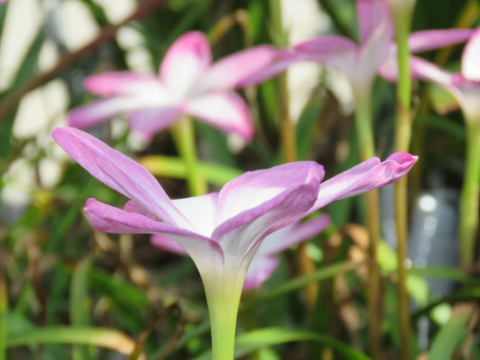 Rain Lily Zephyranthes Labufarosea – Seasonal Flower Bulbs