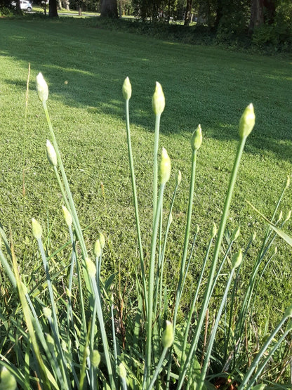 Garlic Chive Allium Tuberosum – Culinary Herb Seeds