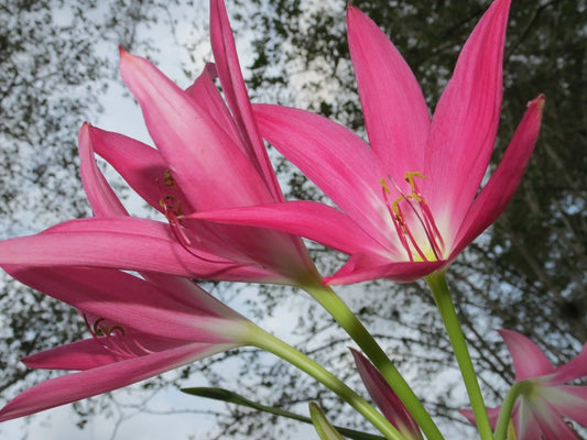 Crinum Lily Mystery – Fragrant Flower Seeds for Planting