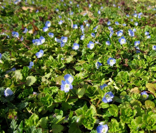 Creeping Blue Speedwell Veronica Repens – Groundcover Flower Seeds