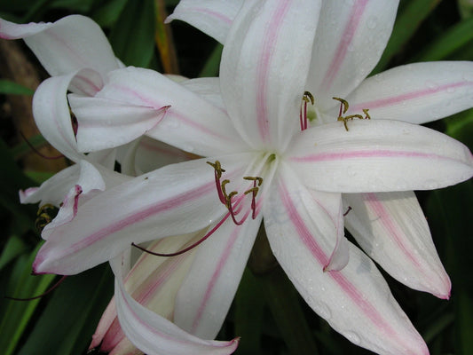 Crinum Lily Royal – Garden Flower Seeds for Planting