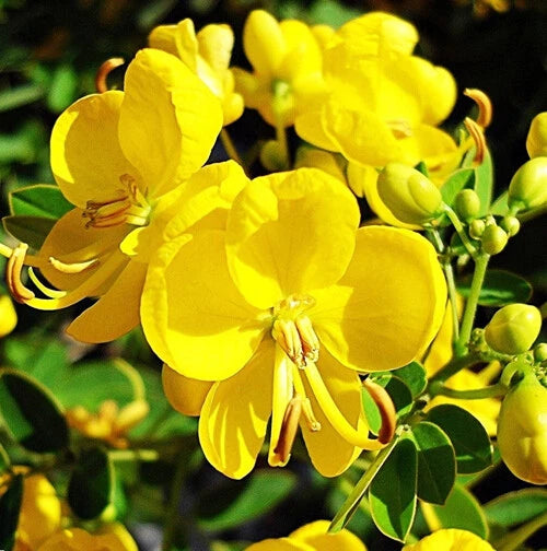 Cassia Tora Seeds Flower Seeds for your garden