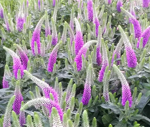 Spiked Speedwell Veronica Spicata Dwarf Perennial Flower Seeds