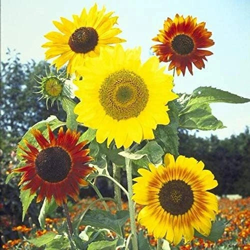 Mardi Gras Mix Sunflower Seeds for Planting Great for Hummingbird Butterfly Seeds