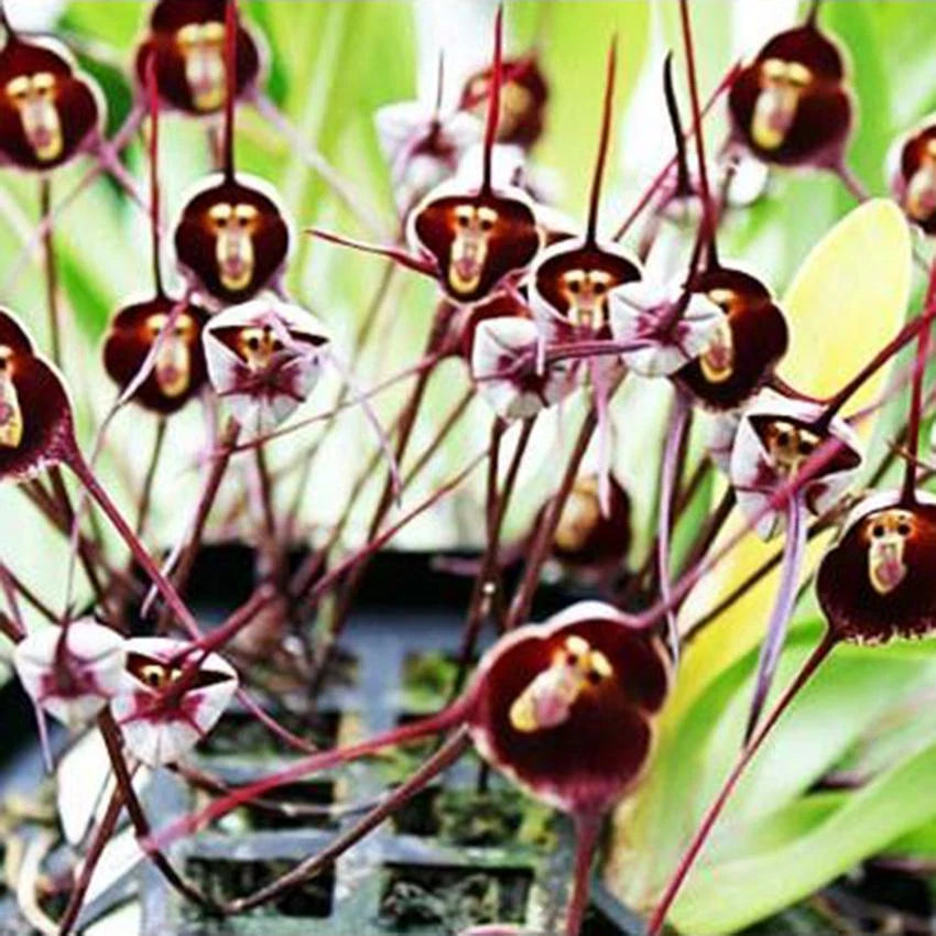 Rare Monkey Face – Garden Flower Seeds