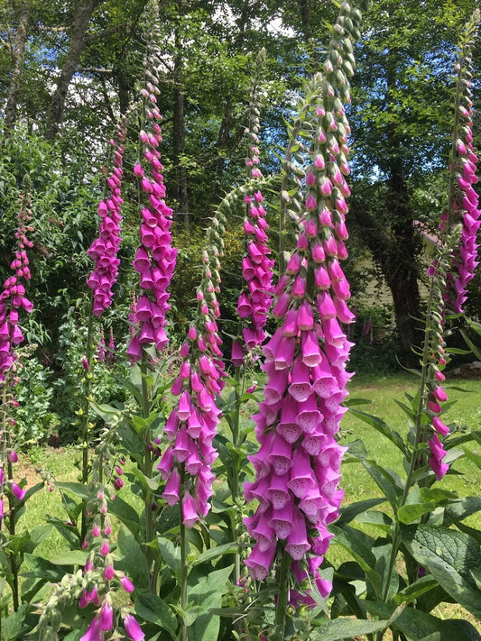 Giant Foxglove Mix Digitalis Purpurea Colorful Garden Flower Seeds