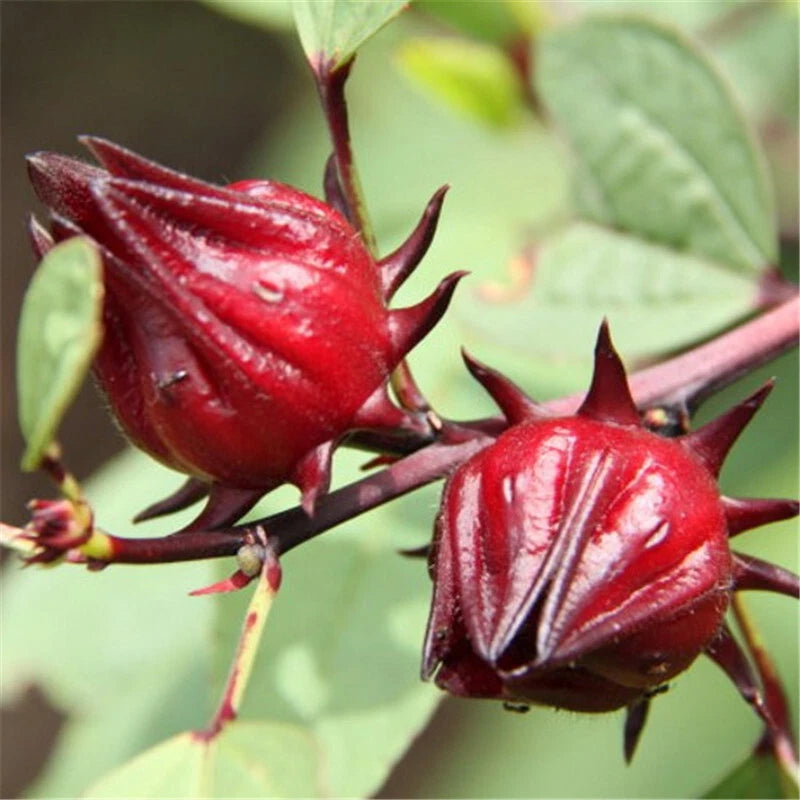 Xroselle Seedshibiscus Sabdariffajamaican – Garden Fruit Seeds for Planting
