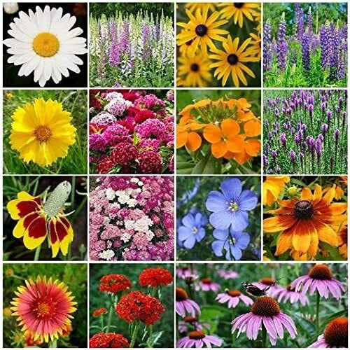 Wildflower Mix – Colorful Garden Flower Seeds