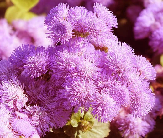 Ageratum Pink Ageratum Mexicanum – Colorful Garden Flower Seeds