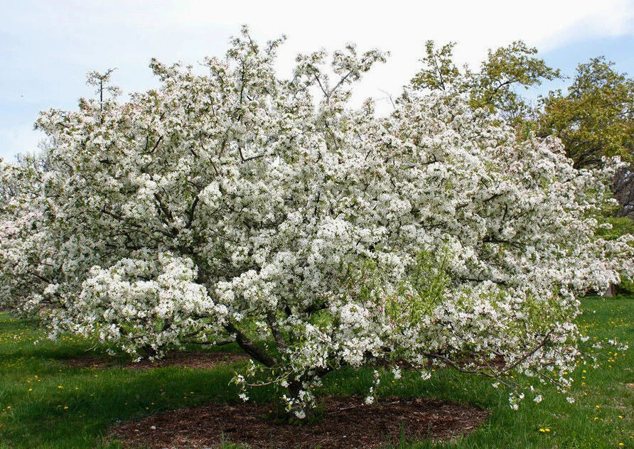 Silver Moon Crab Apple Malus Flowering Fruit Tree Seeds