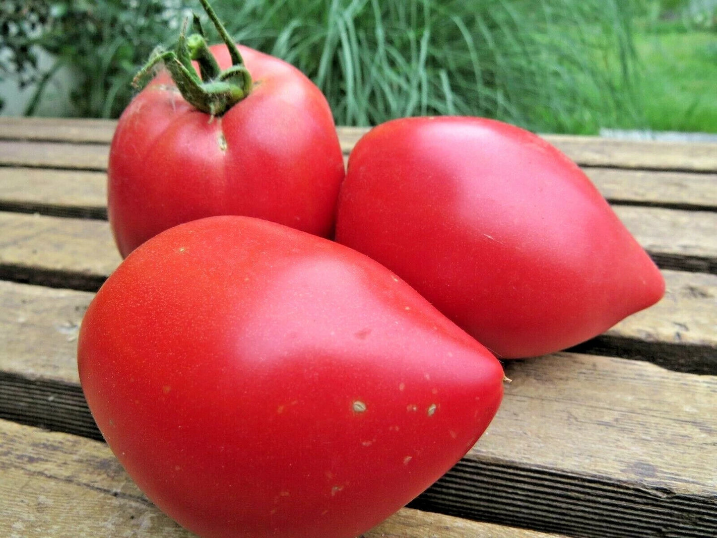 Anna Russian Tomato – Heirloom Vegetable Garden Seeds