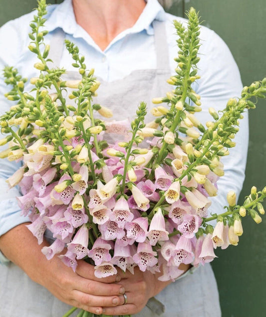 Foxglove Foxy Mix Digitalis – Biennial Flower Garden Seeds