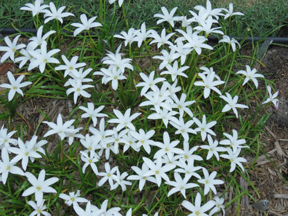 Zephyranthes Labufarosea Itsy Bitsy – Pink Rain Lily Bulb Seeds