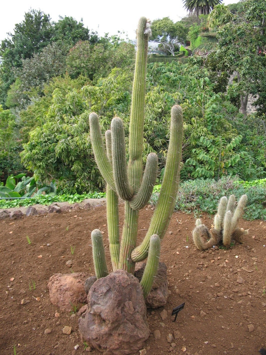 Haageocereus Versicolor Hardy Cactus Seeds