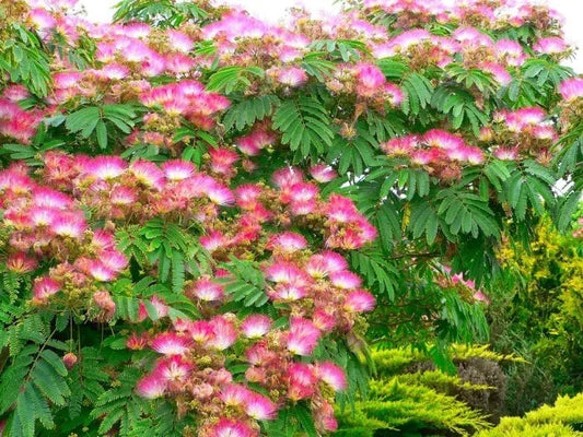 Silk Tree Albizia Julibrissin – Flowering Garden Tree Seeds