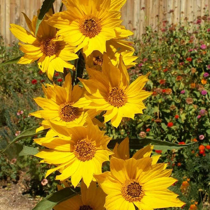 Maximilian's Sunflower – Tall Wildflower Garden Seeds