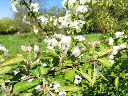 Siberian Crab Apple Malus Baccata – Hardy Fruit Tree Seeds