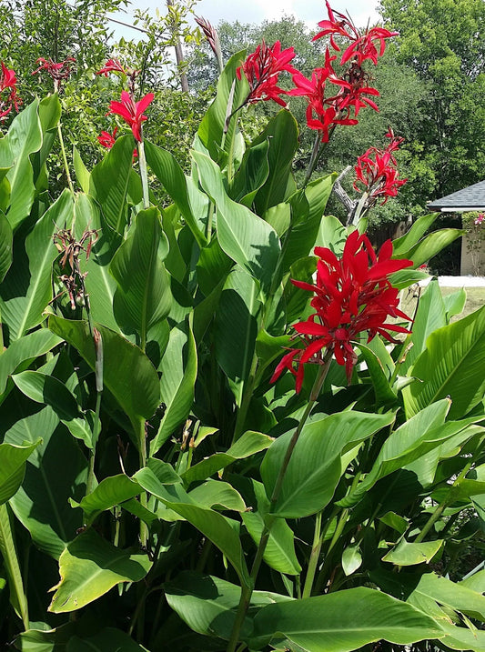 Red Canna Indica – Showy Garden Flower Seeds