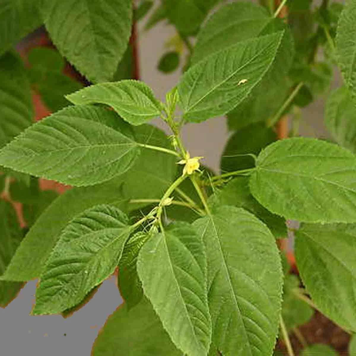 Corchorus Capsularis Seeds White Jute Herb Plants Annual Perennial Vegetable Category eg, Flower Seeds