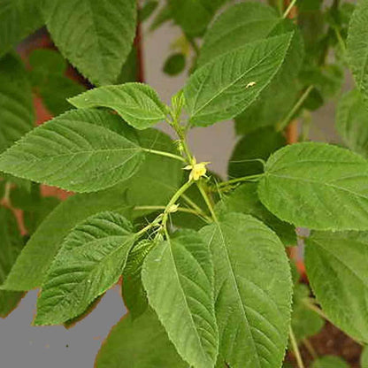Corchorus Capsularis Seeds White Jute Herb Plants Annual Perennial Vegetable Category eg, Flower Seeds