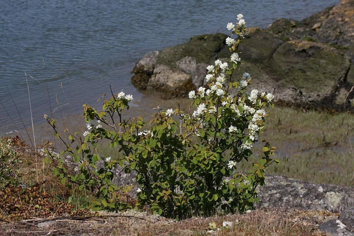 Saskatoon Serviceberry Amelanchier Alnifolia – Hardy Fruit Tree Seeds
