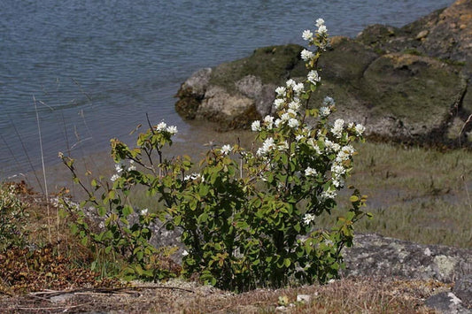 Saskatoon Serviceberry Amelanchier Alnifolia – Hardy Fruit Tree Seeds
