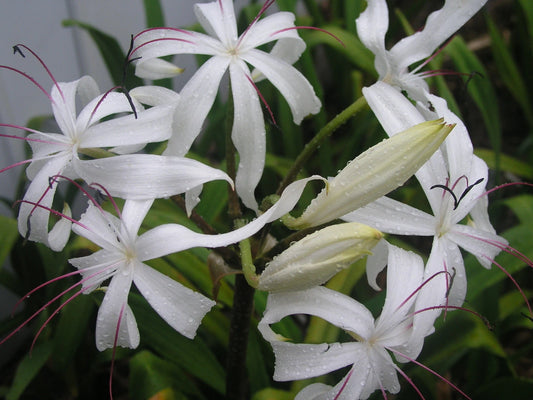 Crinum Lily Erubescens – Garden Flower Seeds for Planting