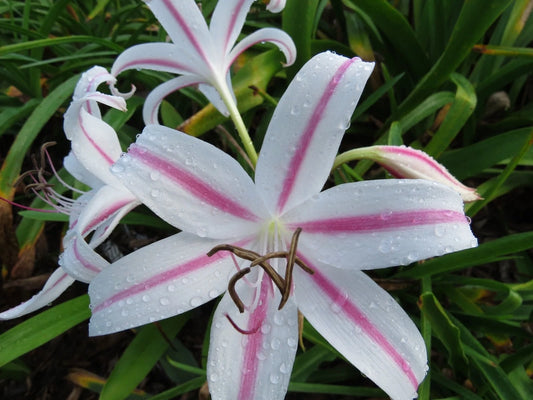 Crinum Lily Marcelle – Garden Flower Seeds for Planting