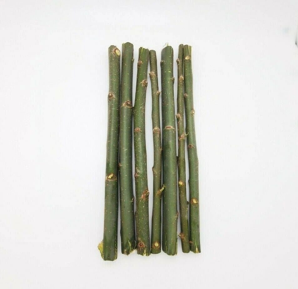 Hybrid Willow Austree Privacy Salix Tree Cutting Fast W Instructions Start Image