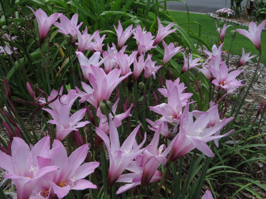 Rain Lily Habranthus Floryi Cherry Pink New Zephyranthes - Flower