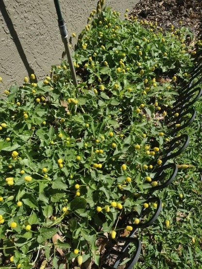 Paracress Spilanthes – Flowering Herb Garden Seeds