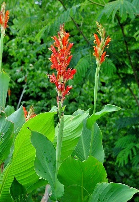 Canna Coccinea – Vibrant Garden Flower Seeds