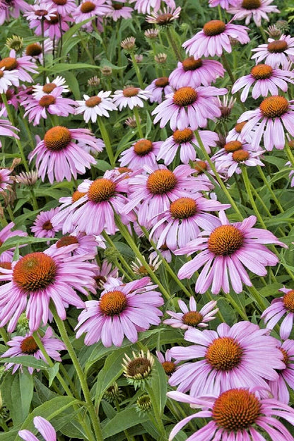 Magnus Purple Coneflower Echinacea Purpurea – Perennial Garden Flower Seeds