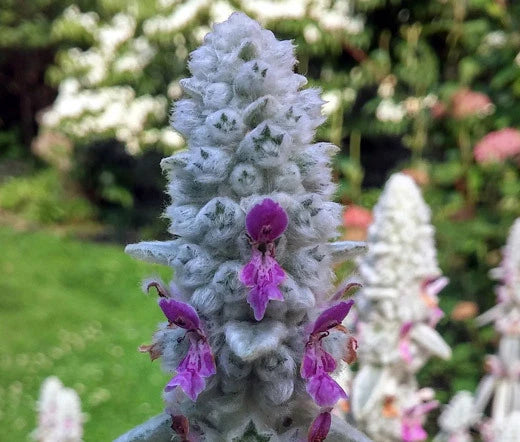 Lambs Ear Stachys Byzantina Lanata – Fuzzy Garden Flower Seeds