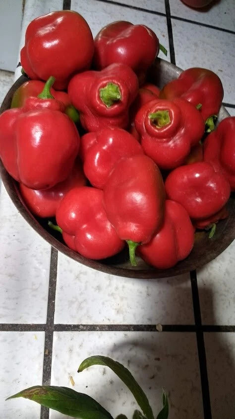 Orange And Red – Mixed Vegetable Seeds