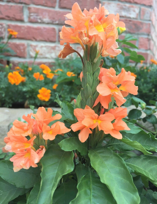 Crossandra Infundibuliformis Orange Firecracker Garden Flower Seeds