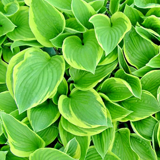 Ellerbroek Hosta Hardy Perennial Garden Flower Seeds