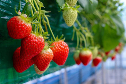 Everbearing Strawberry – Vegetable Seeds