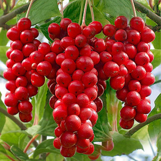 Schisandra Chinensis Magnolia Berry Fruit Vine Seeds