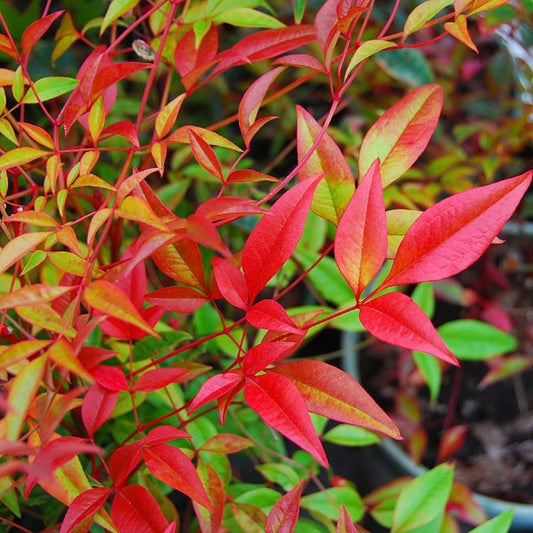 Nandina Domestica Heavenly Bamboo Evergreen Perennial Seeds