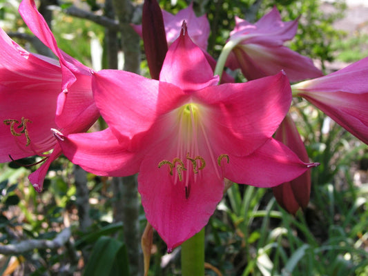 Crinum Lily Infusion Large Blooming-Size Bulb Rare New Hybrid