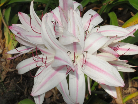 Crinum Lily Cruella – Garden Flower Seeds for Planting