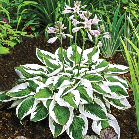 Patriot Hosta Hardy Perennial Garden Flower Seeds