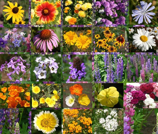 Wildflower Mix – Cascade Perennial Garden Flower Seeds
