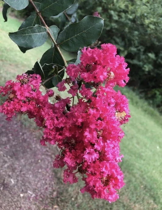 Crape Myrtle Lagerstroemia Indica Colorful Garden Flower Seeds