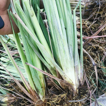 Lemongrass Cymbopogon Citratus – Culinary Herb Seeds