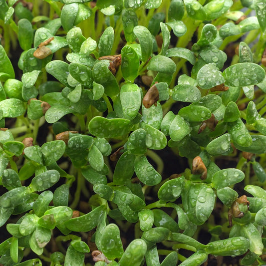 Lb Fenugreek Herb Everwilde Farms Mylar Packet – Flower Seeds