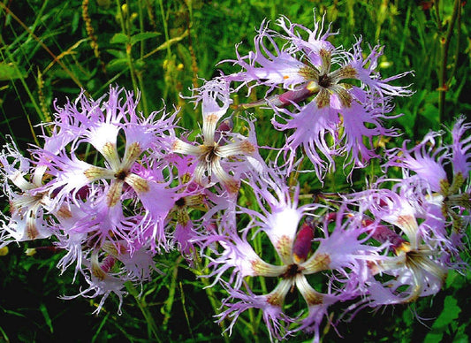 Dianthus Superbus Fragrant Fringed Pink – Flower Seeds Fragrant