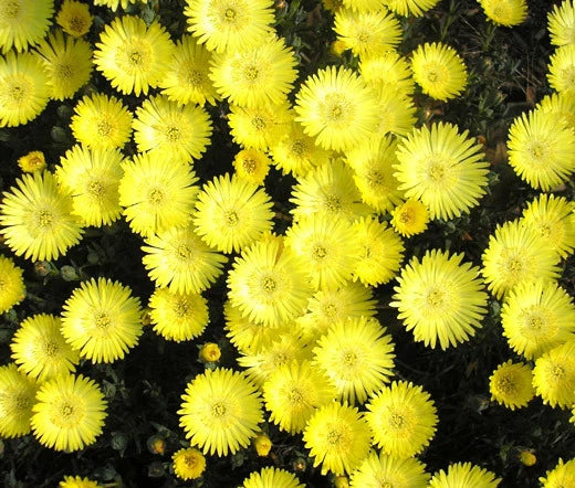 Ice Plant Gold Nugget Delosperma Congestum – Hardy Garden Flower Seeds