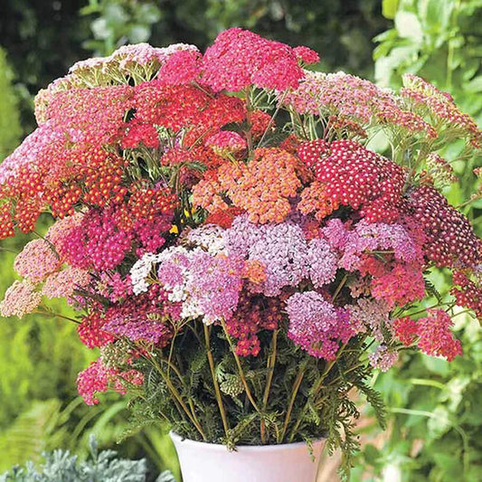 Yarrow Achillea Summer Berries Mix – Perennial Flower Seeds